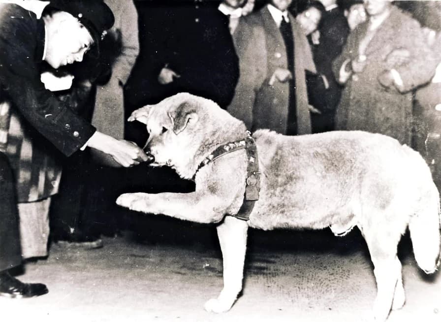 Hachikō 1