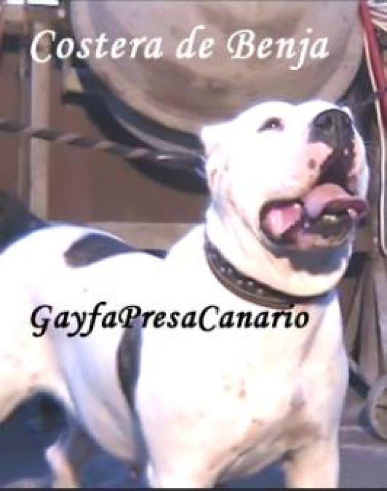 Costera de Tibicenas 4
