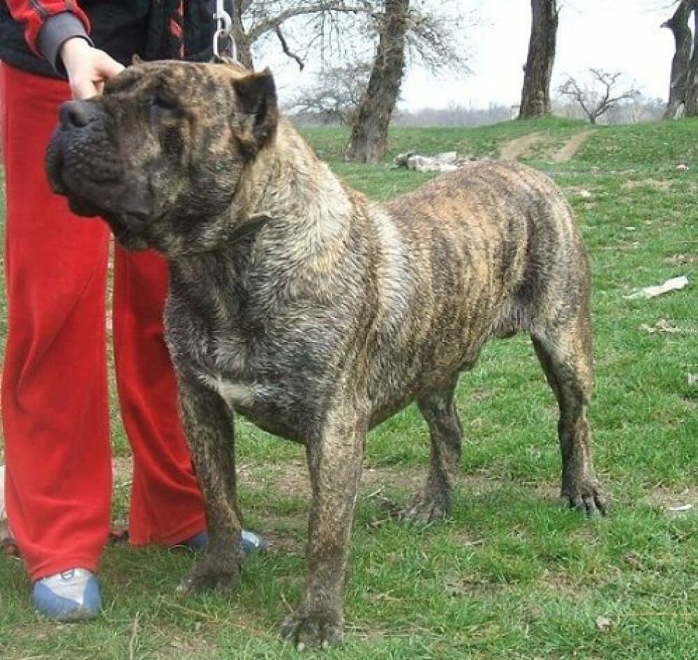 Somogyvar Reme Romeo 1