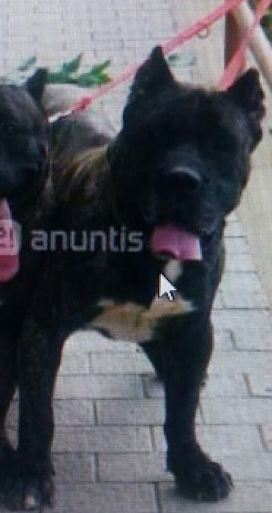 Golfo 1