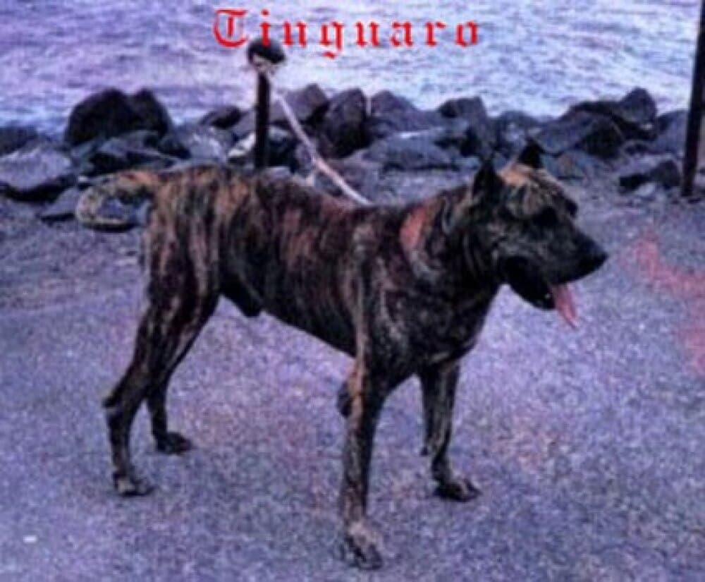 Tinguaro de Irema Curtó 1