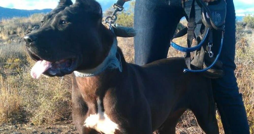 Virgo de Perro de la Tierra 1
