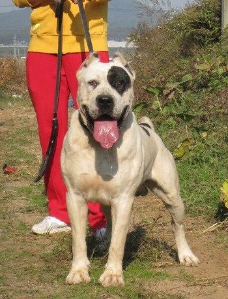 Oso de Tibicenas 1
