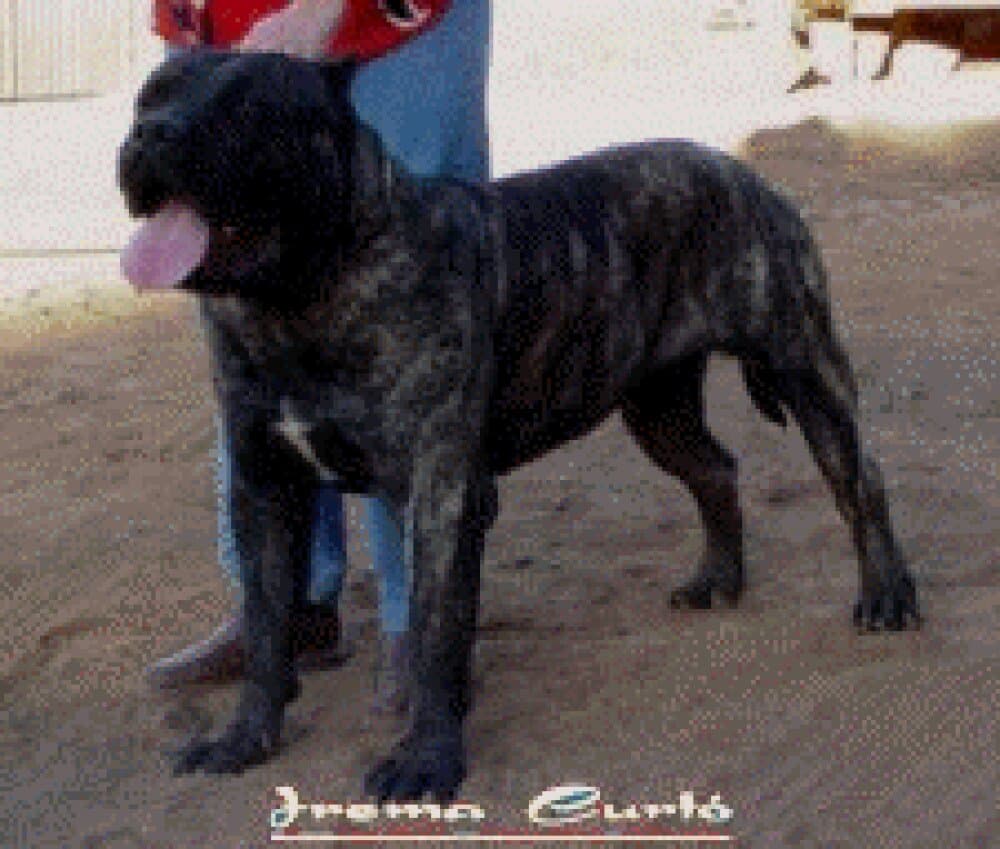 Bandido de Irema Curtó 6