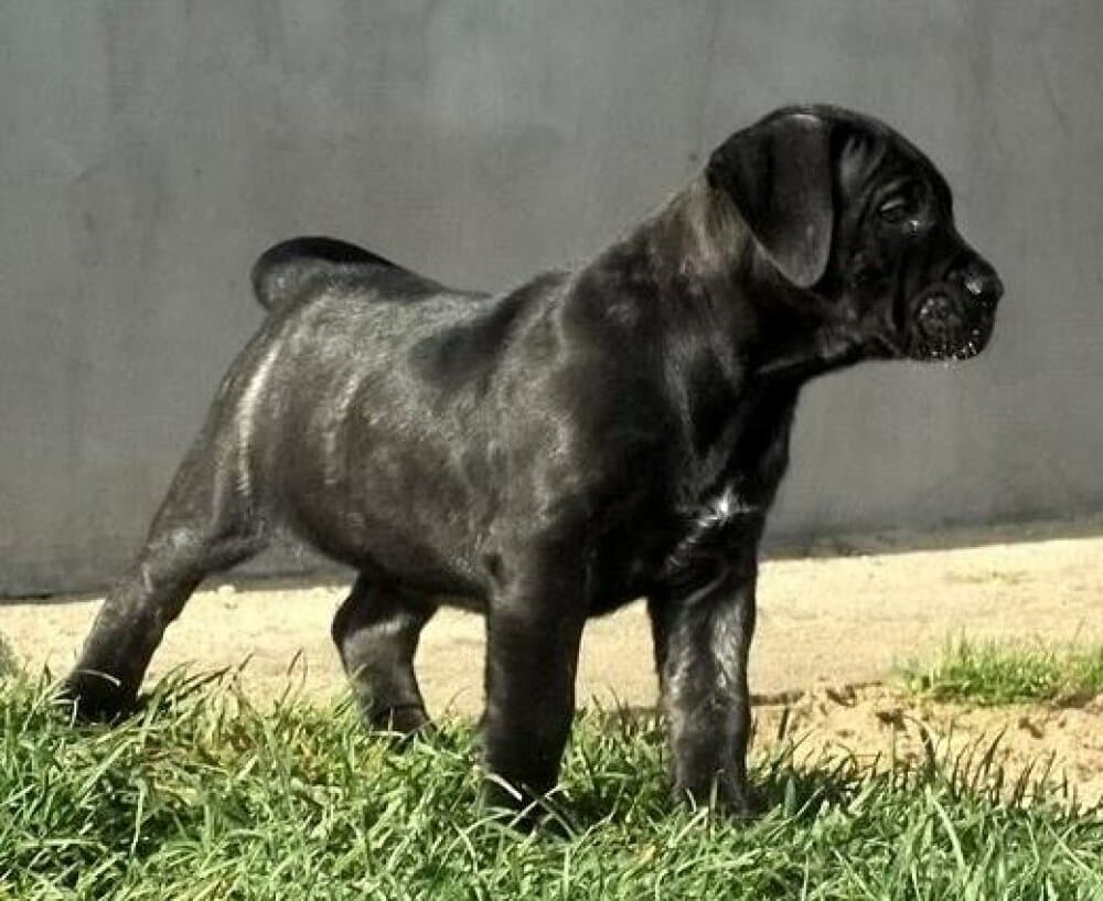 Viva Caballero Canario 1