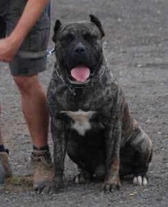 Oso de Irema Curtó 1