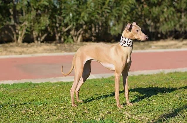 Perla