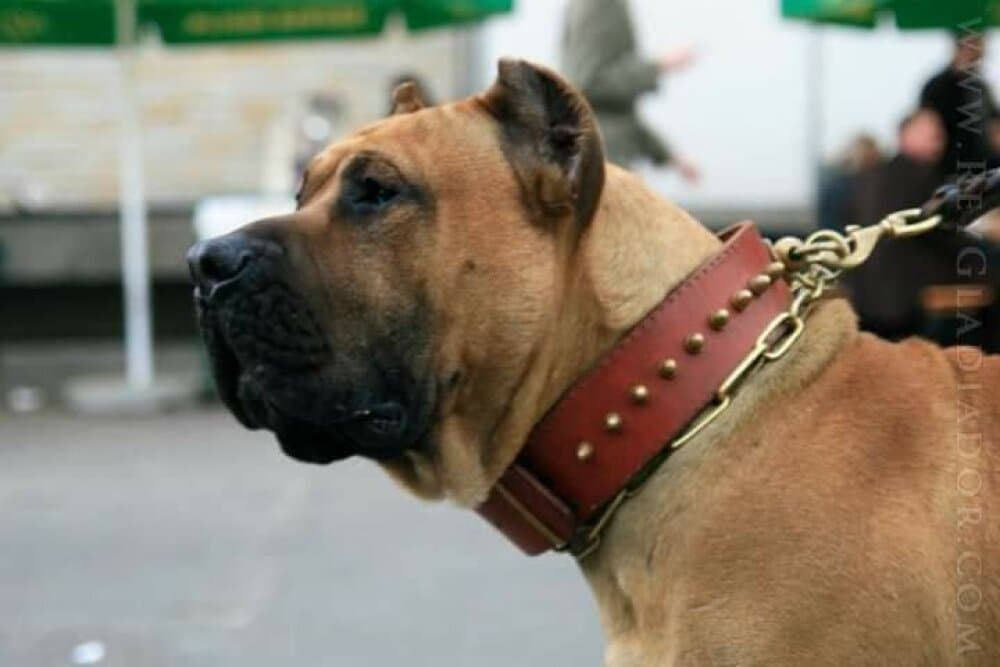 Vader de Barnacan Bull 2