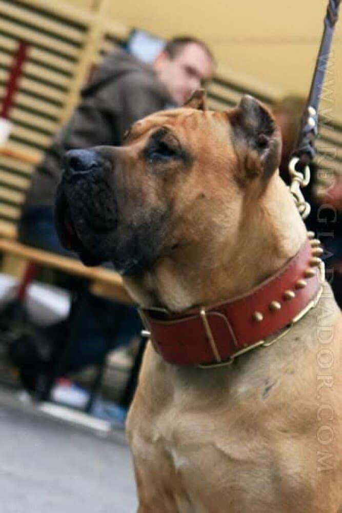 Vader de Barnacan Bull 3
