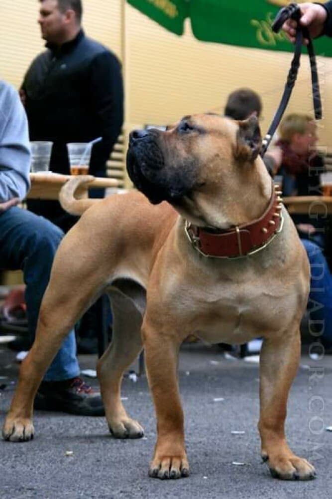 Vader de Barnacan Bull 4