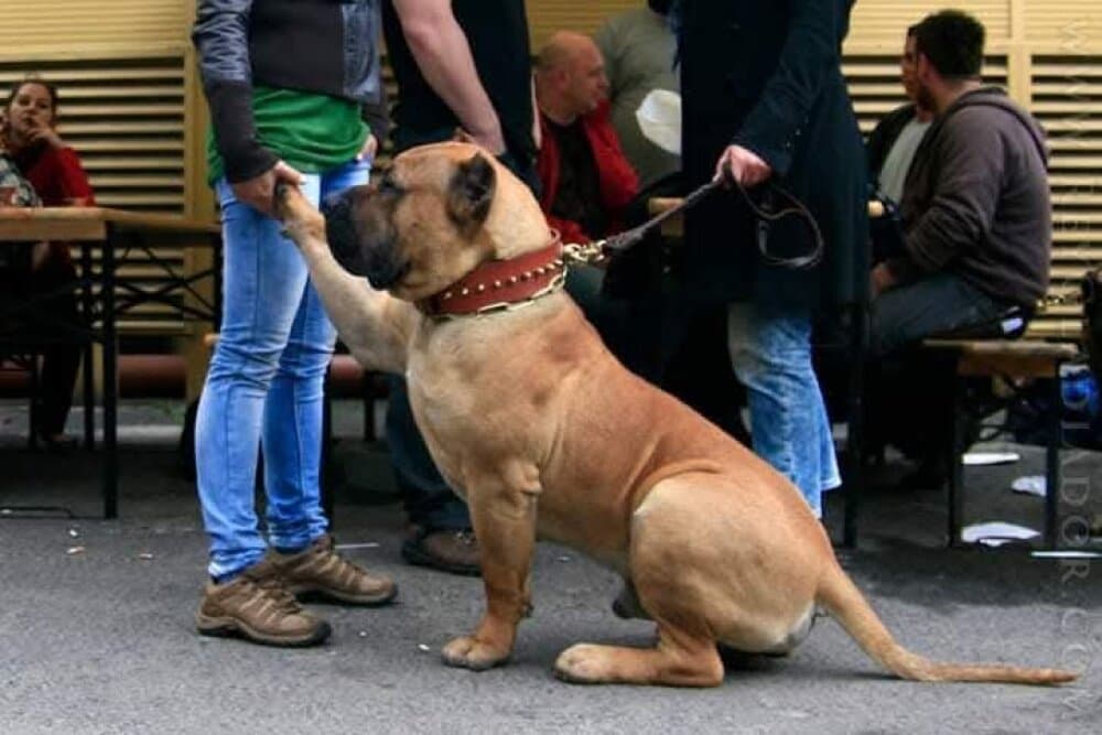 Vader de Barnacan Bull 5