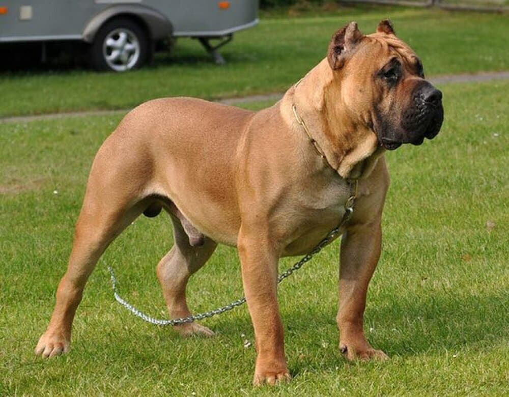 Vader de Barnacan Bull 6