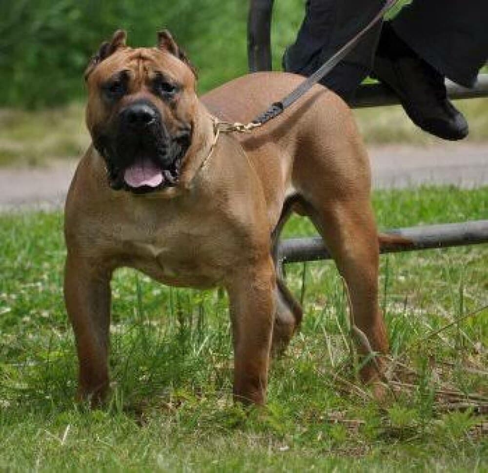Vader de Barnacan Bull 7