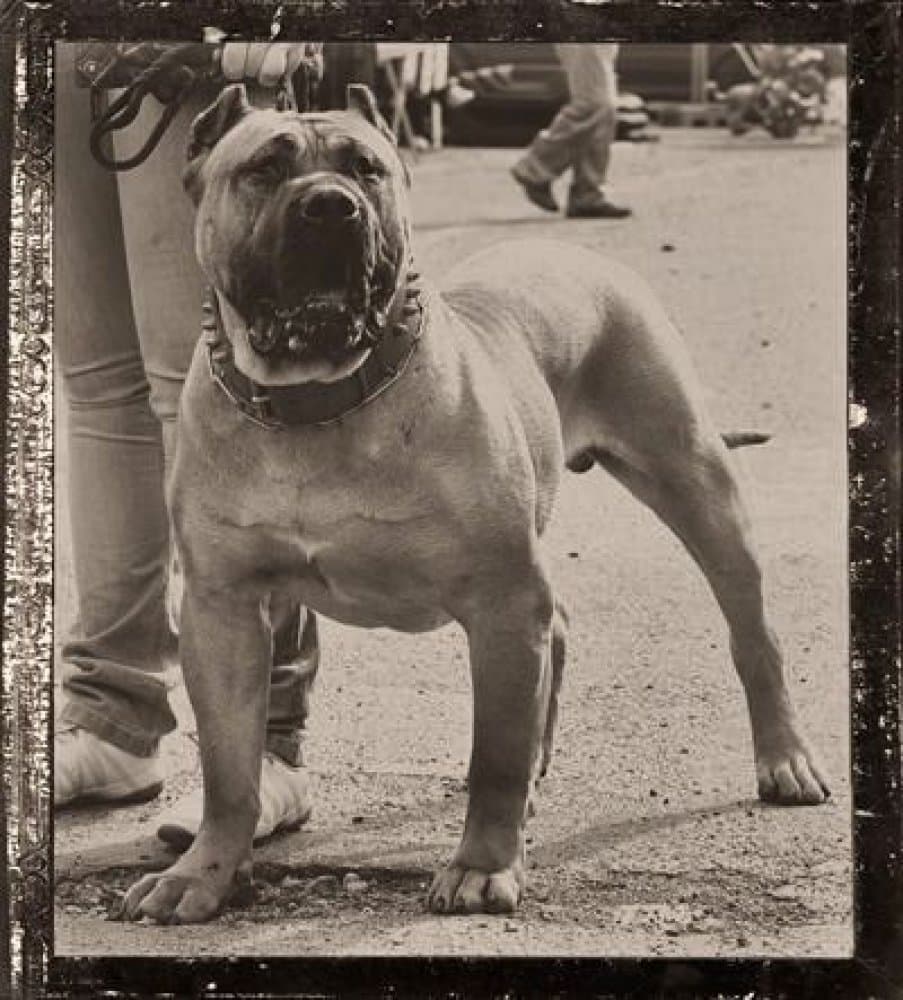 Vader de Barnacan Bull 9