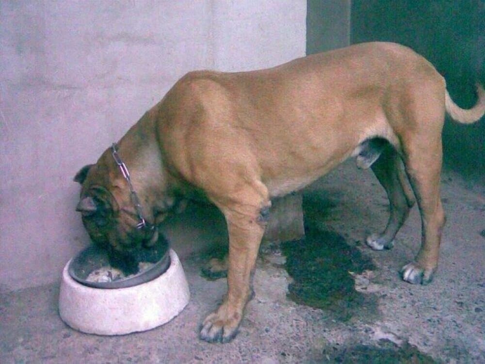 Nublo de Perro de la Tierra 1