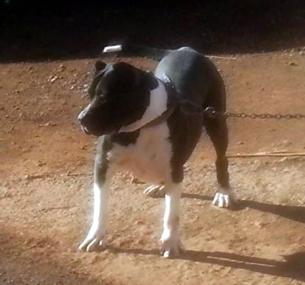 Osa de Rucaden 1