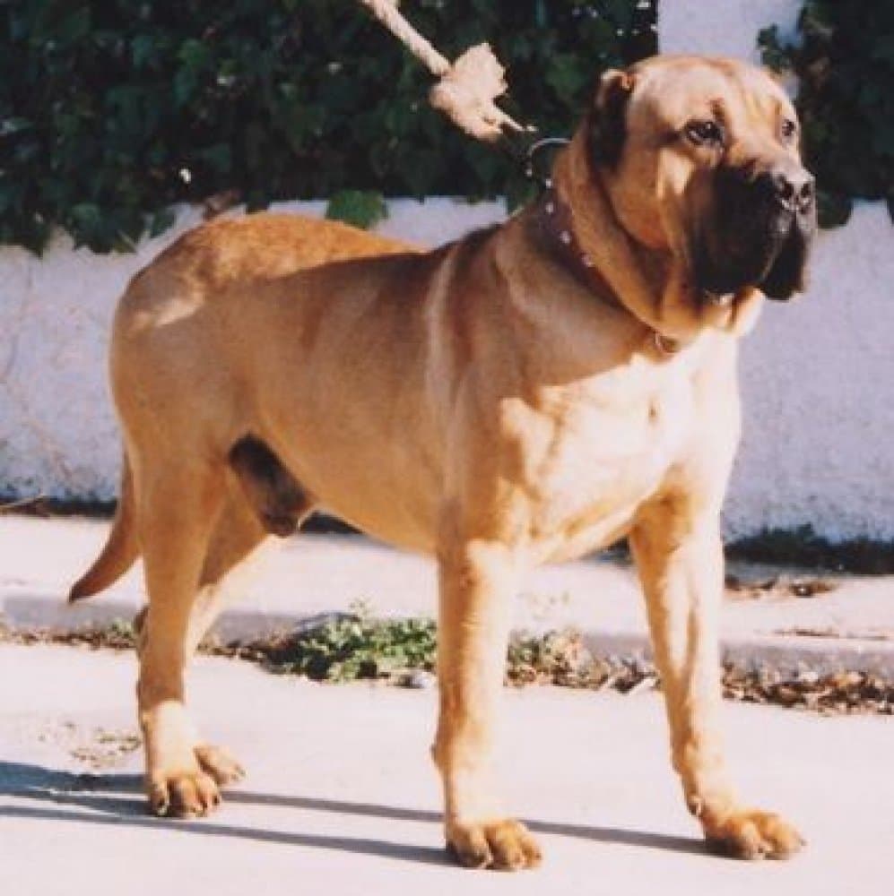 Farruco de los Bimbaches 1