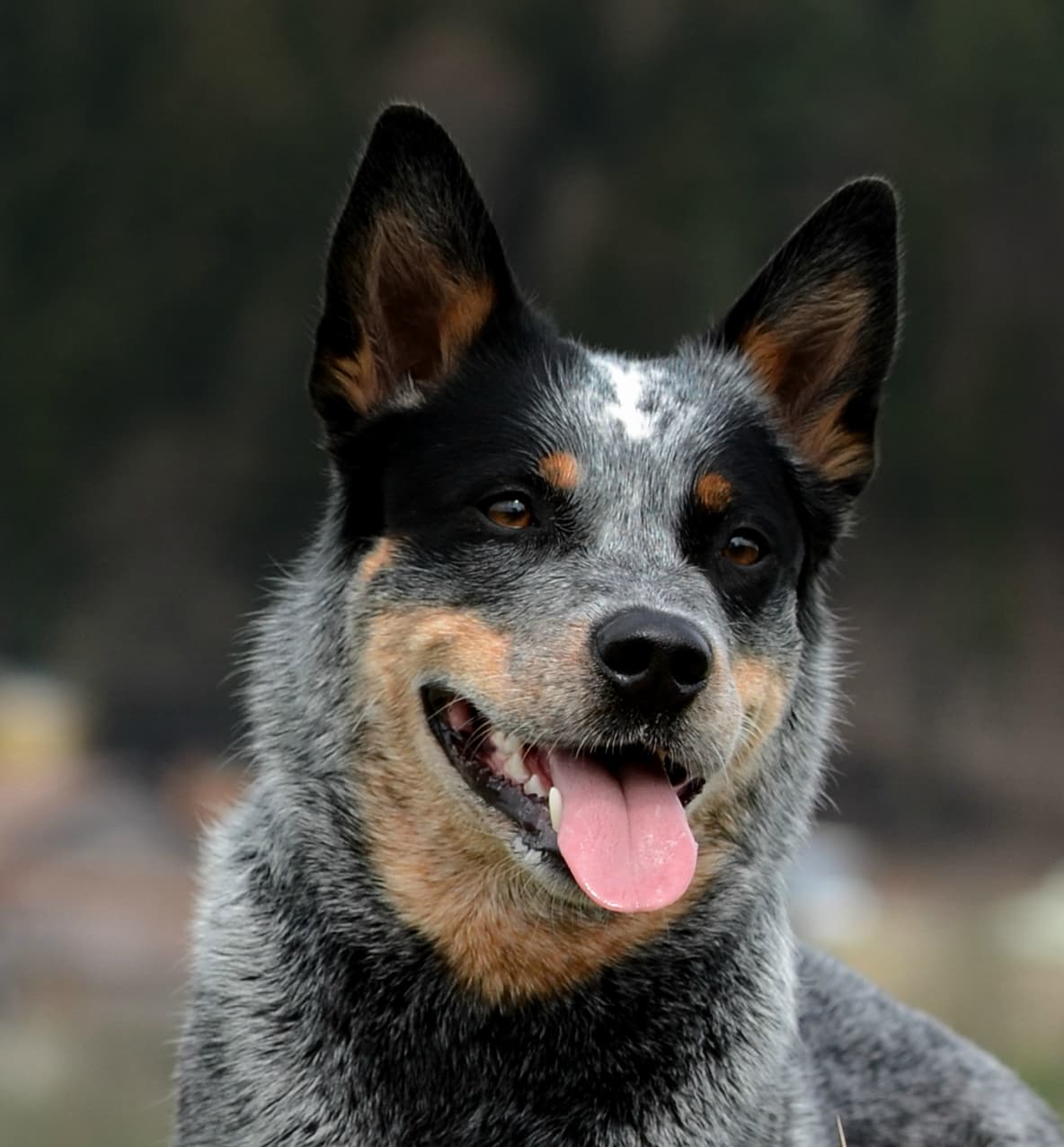 Australian Cattle Dog