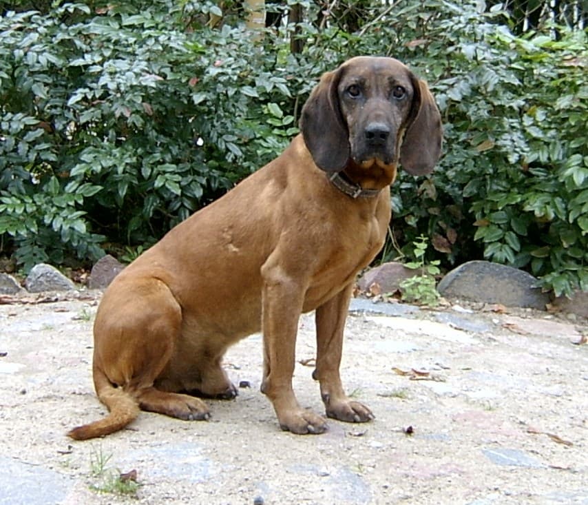 Bayerischer Gebirgssh-weisshund