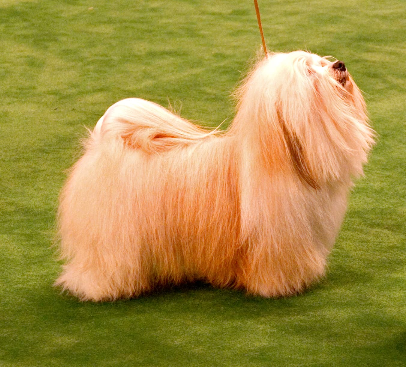 Bichon Havanais (Havanese)