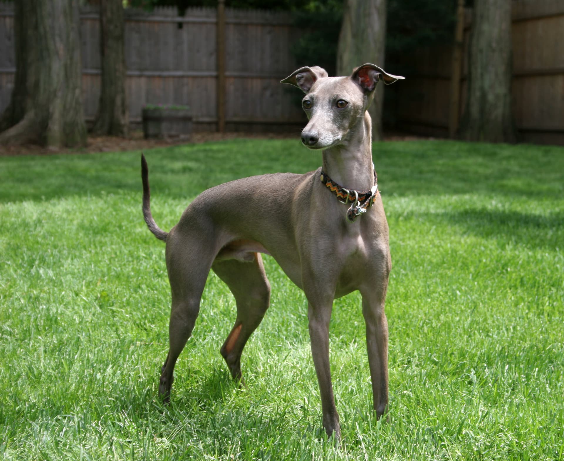 Galgo Italiano