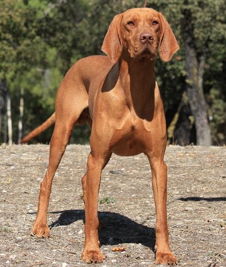 Hungarian Short-haired Pointing Dog
