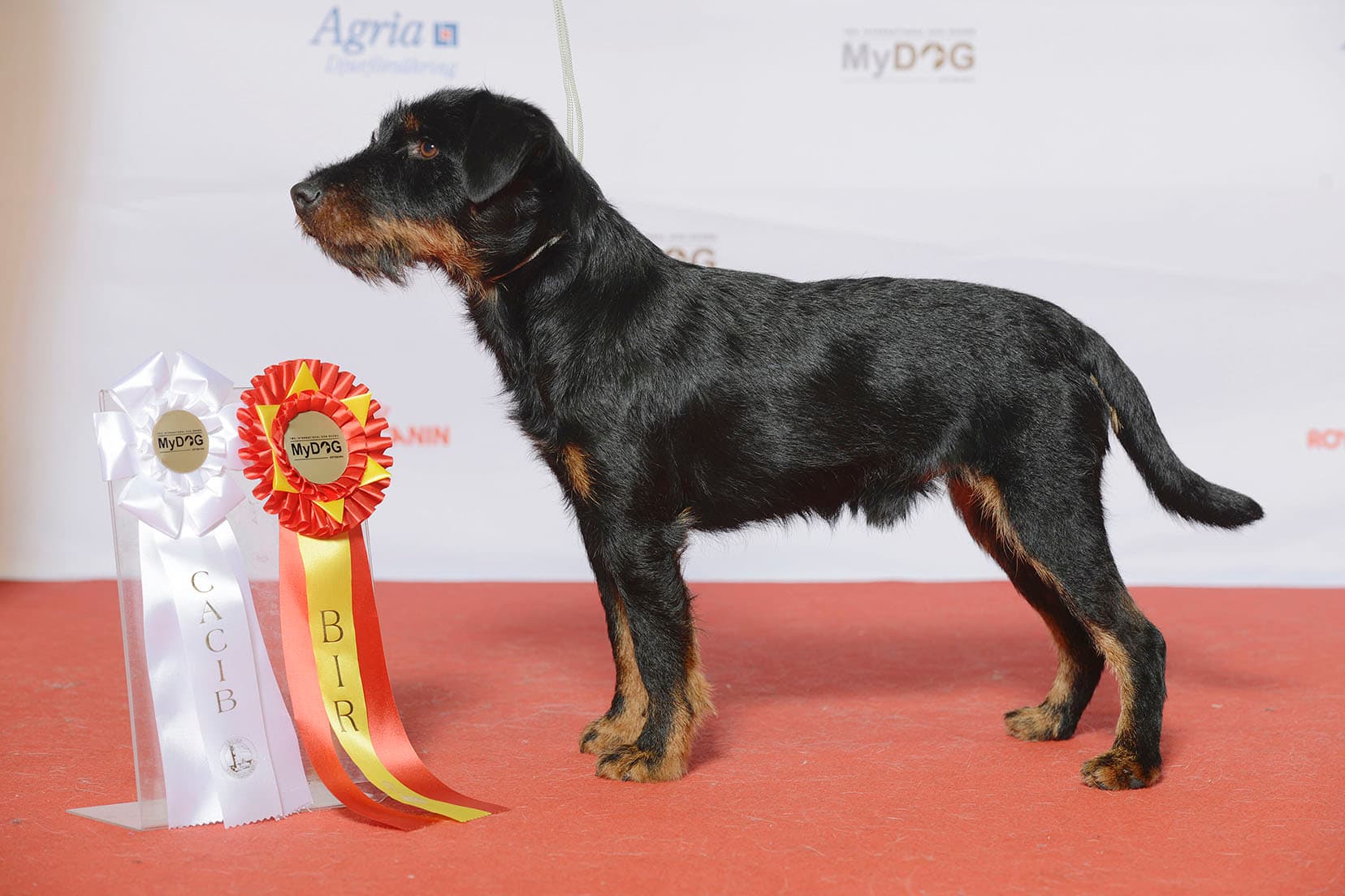 Jagdterrier