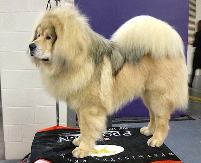 Mastín Tibetano