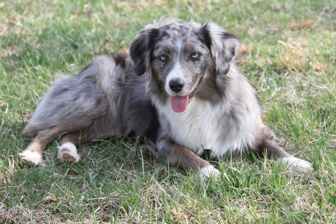 Miniature American Shepherd
