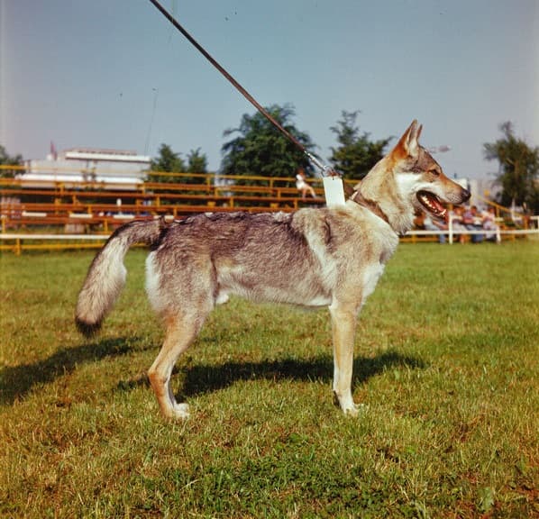 Perro Lobo Checoslovaco