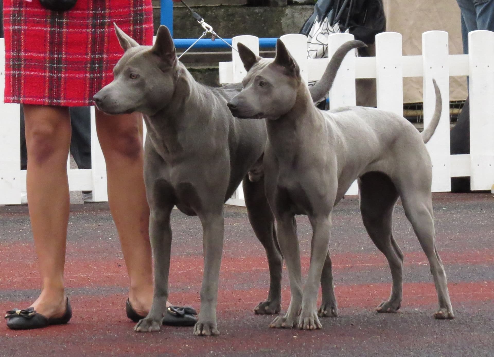 Ridgeback Tailandés
