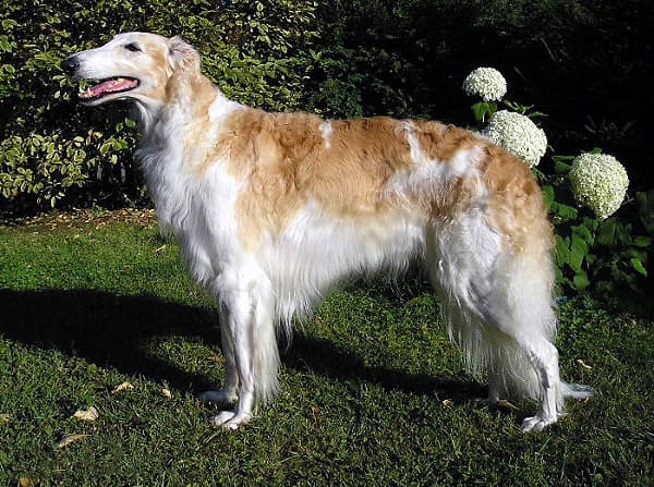 Russian hunting sighthound