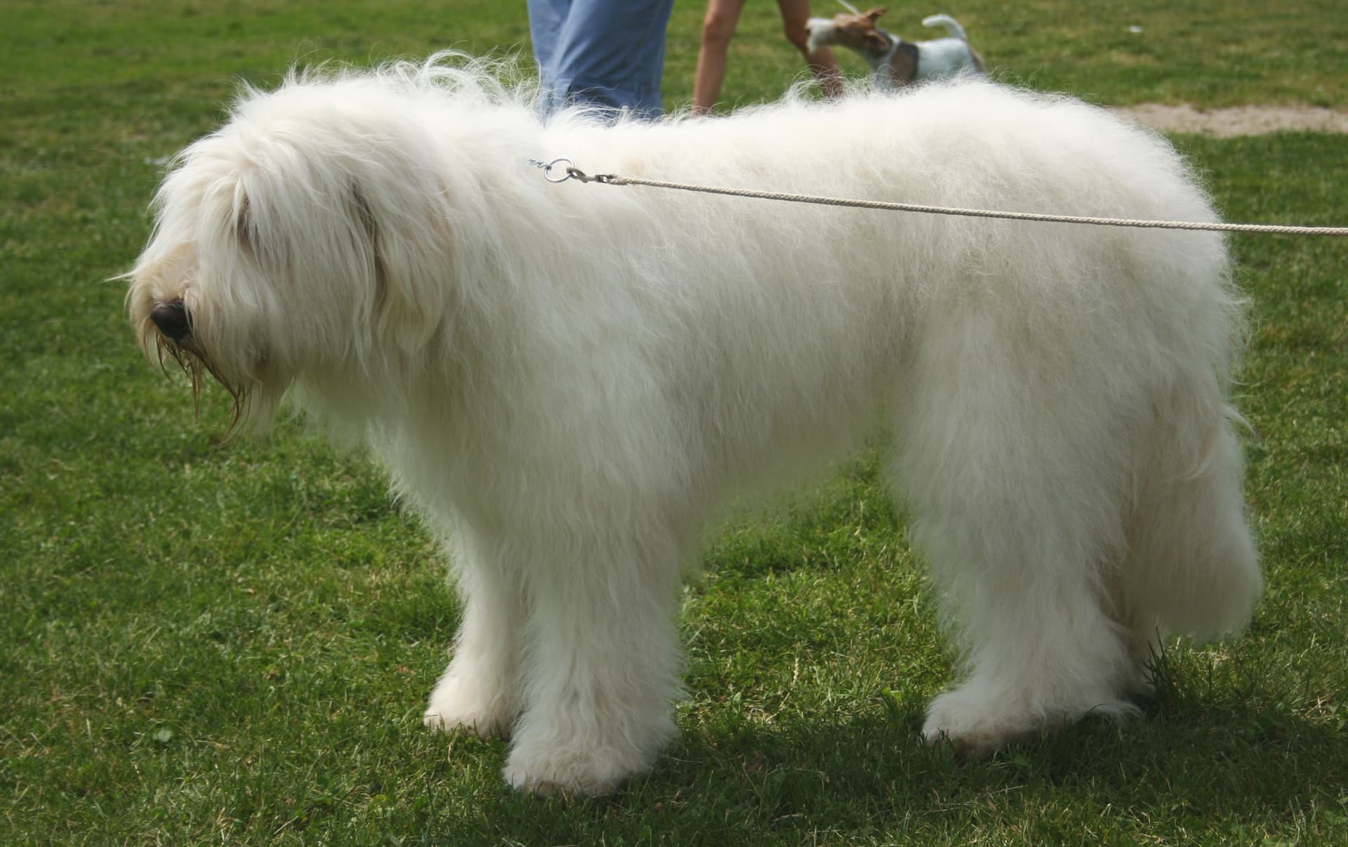 South Russian Shepherd Dog