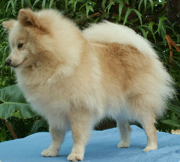 Spitz Alemán