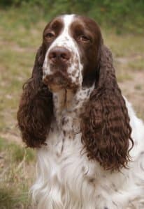 Springer Spaniel Inglés