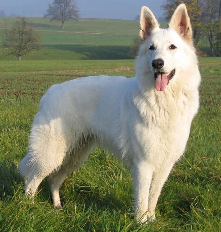 White Swiss Shepherd Dog