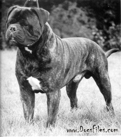 BLACKSLATE'S ACTION JACKSON 1