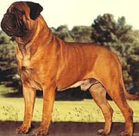GOLD ROM CH (US) Blackslates Boston Brahmin 1