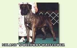 AM CH Noland Wyloway Wallflower 1