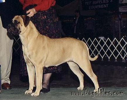 LEATHERNECK ROSALYN'S AUNT MAME 1