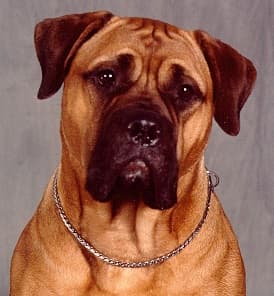 DOX WATERS MARVELOUS MAGGIE 1