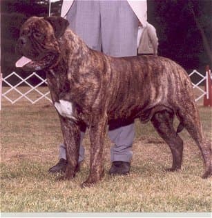 CH (AKC) Allstars Terry Thomas 1