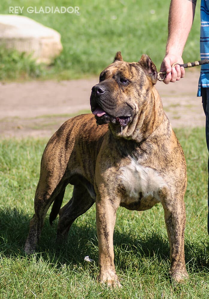 Hooch de Rey Gladiador 1