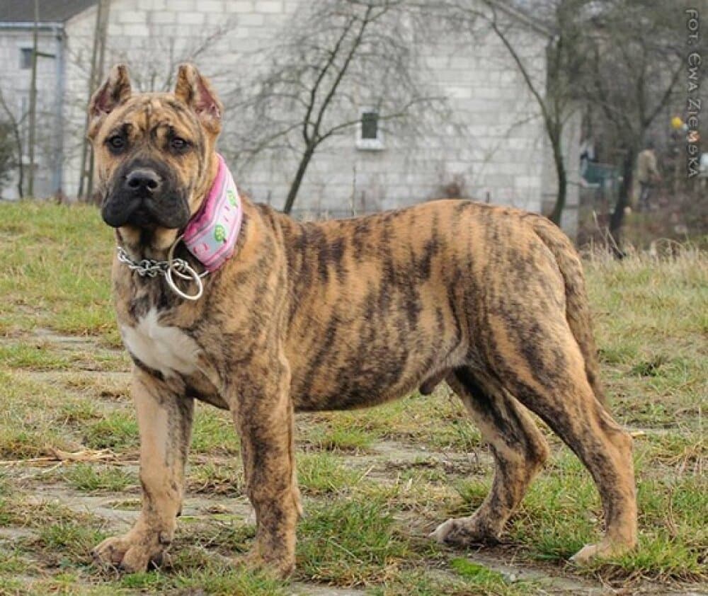 Hooch de Rey Gladiador 2