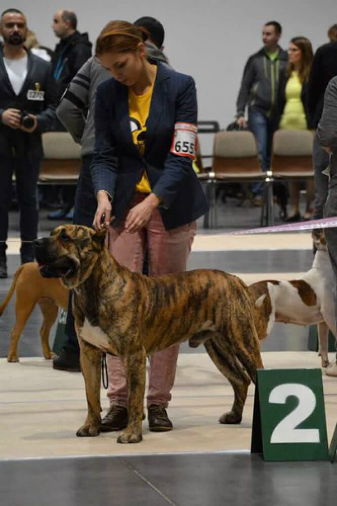Hooch de Rey Gladiador 3