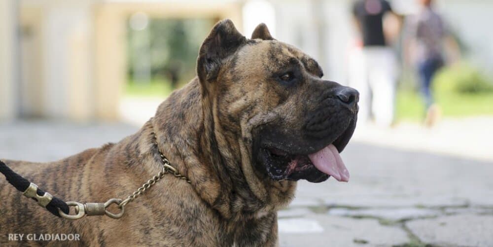 Hooch de Rey Gladiador 4