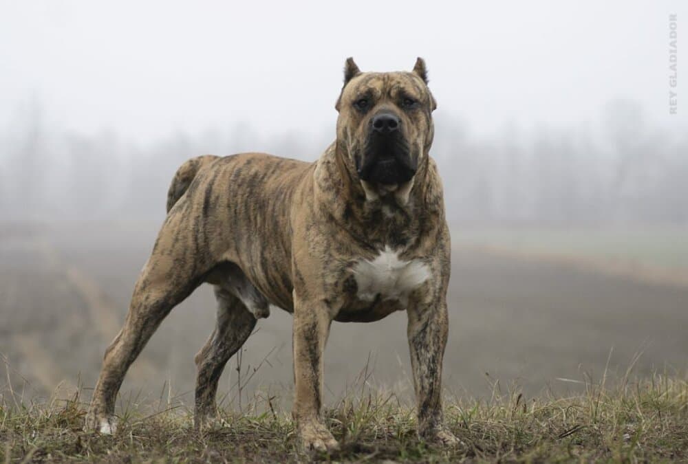Hooch de Rey Gladiador 5