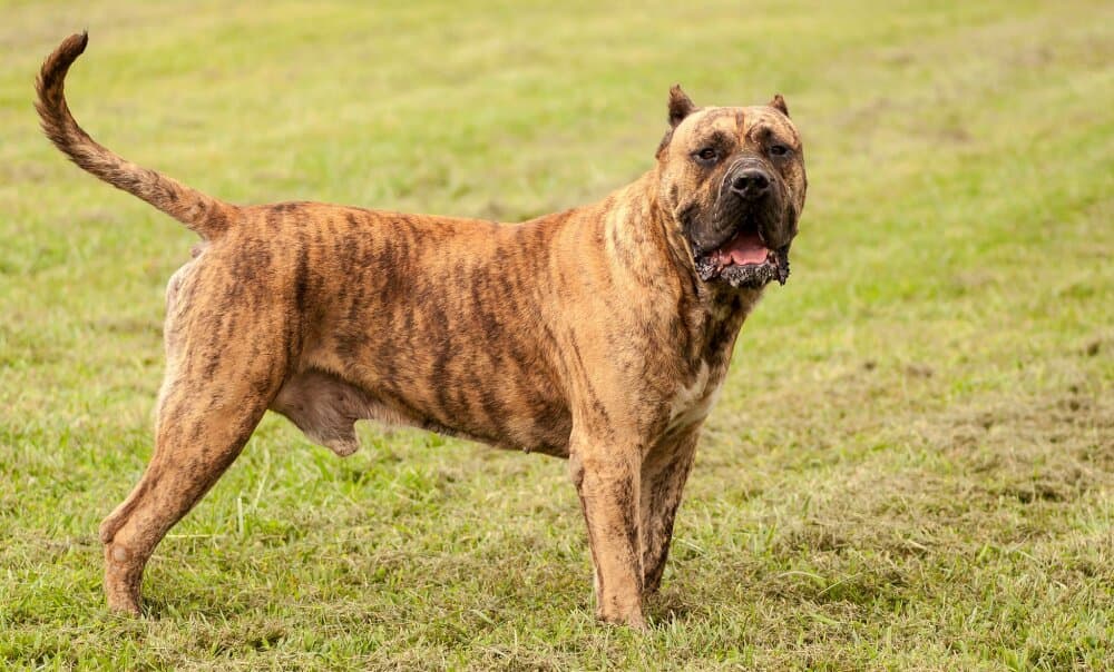 Hooch de Rey Gladiador 6