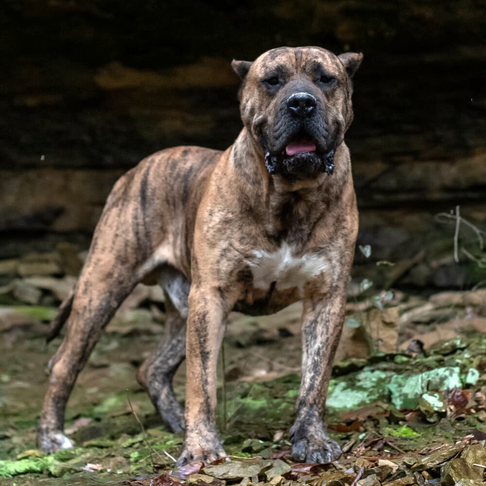 Hooch de Rey Gladiador 10