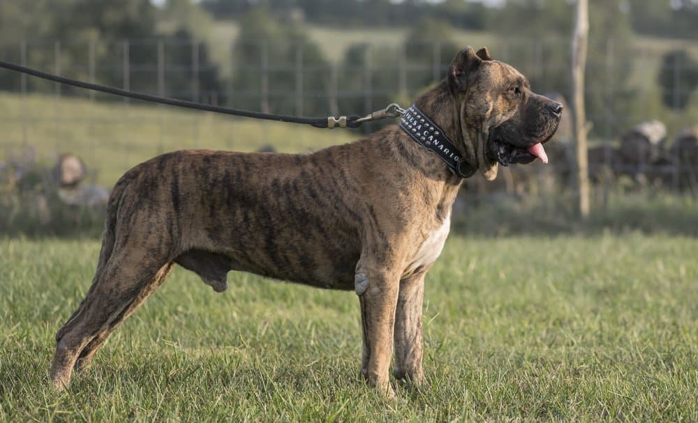 Hooch de Rey Gladiador 15